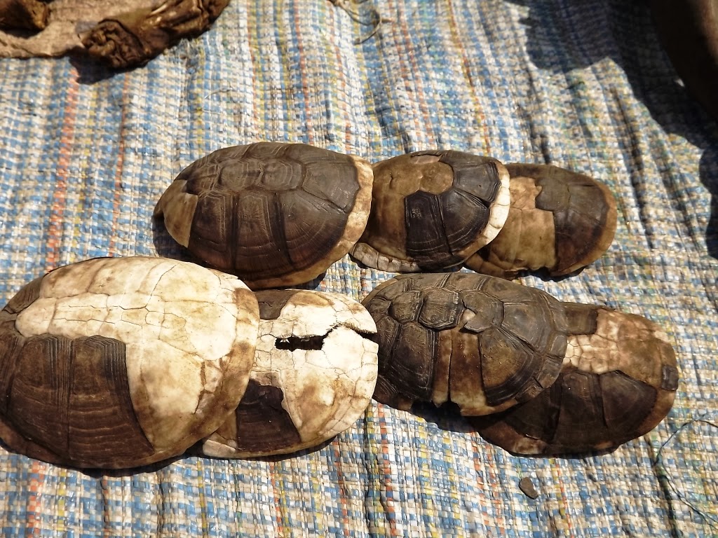 Segniagbeto et al   02